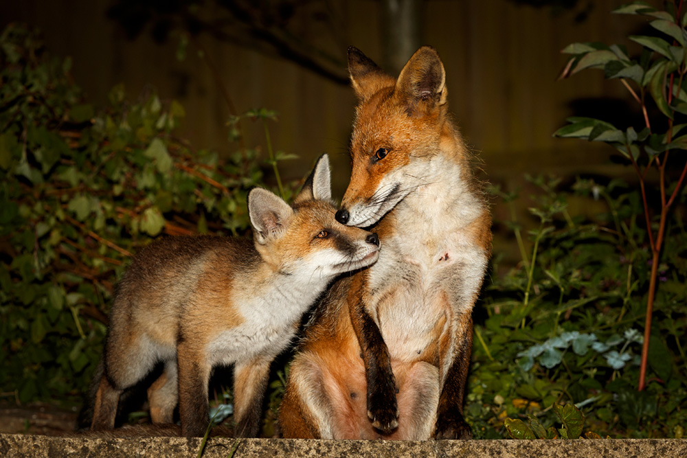 2205192205198596.jpg - Fox cub (male) and Wolfy (vixen)