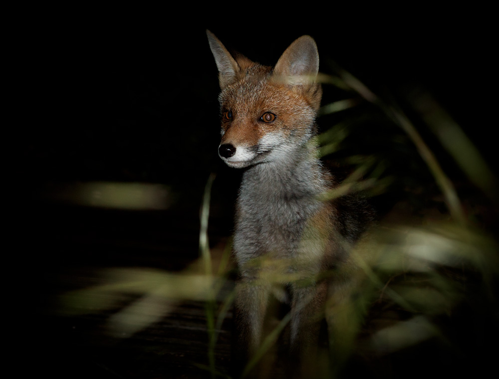 2205212305210125.jpg - Fox cub in the garden