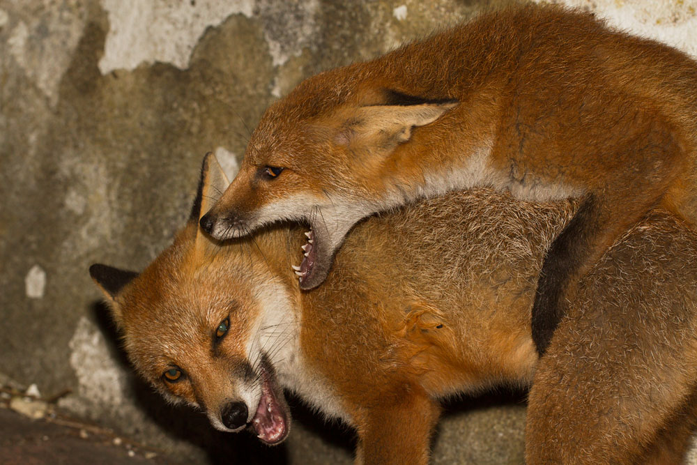 2206132106135495.jpg - Fox cubs play fighting
