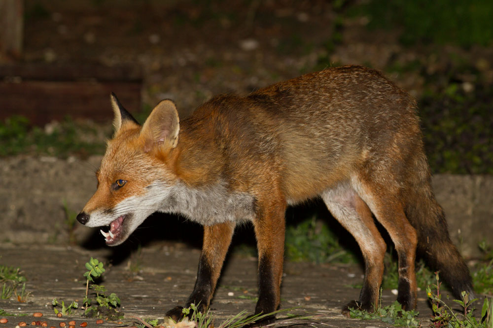 2206142006146453.jpg - Fox with nicked ear in garden