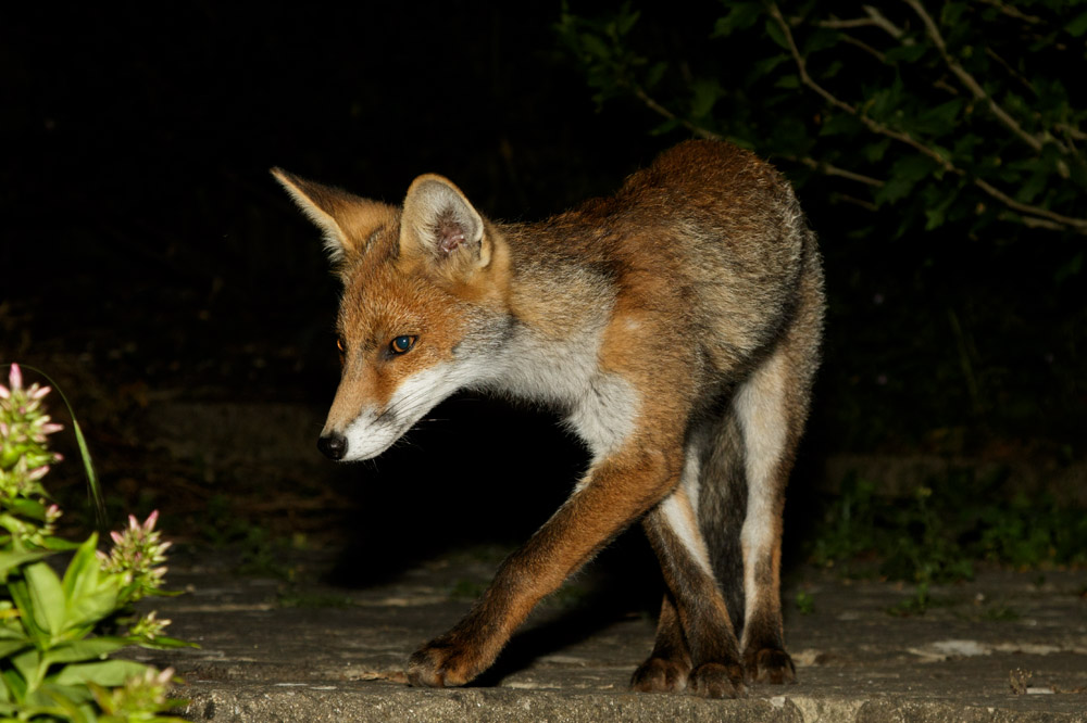 2206172106172456.jpg - Fox cubs in suburban garden