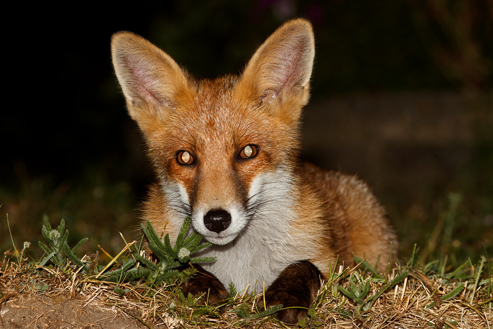 2206182206187062.jpg - Portrait of a fox cub