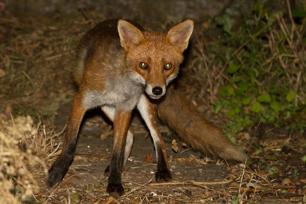 2207132107133461.jpg - Adult fox (Vulpes vulpes) in suburban garden.