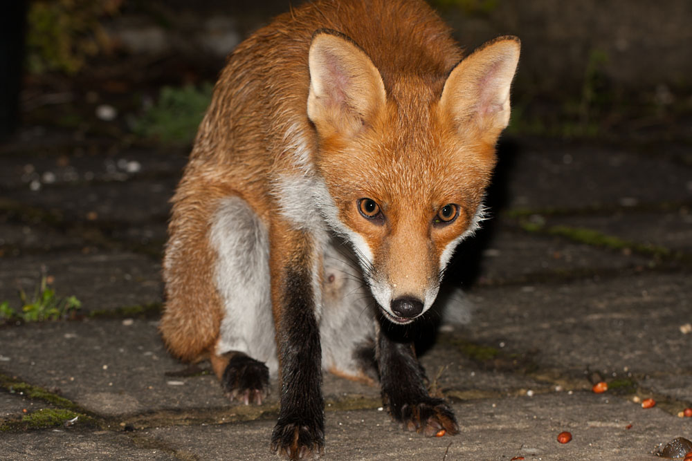 2207140909106651.jpg - Fox cub sitting in garden