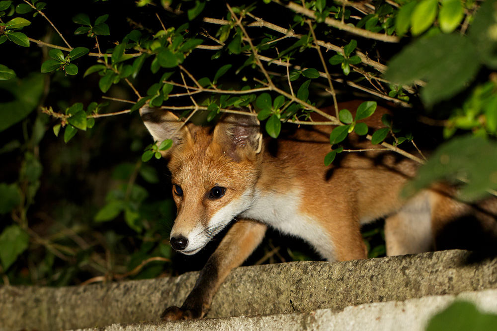 2207172007170644.jpg - Fox cubs at the front of the garden