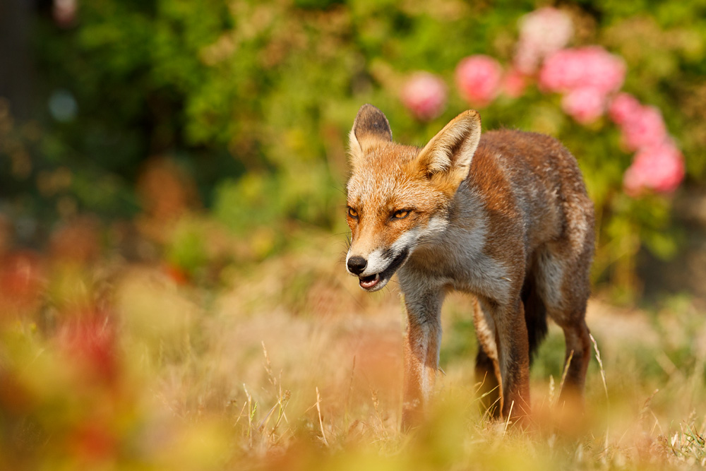 2207182107189029.jpg - Young fox in colourful landscape (Scamp)
