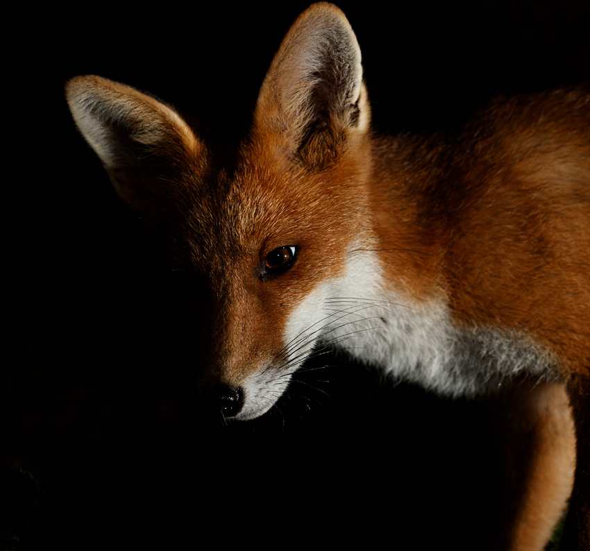 2207212107215273.jpg - Portrait of a fox cub