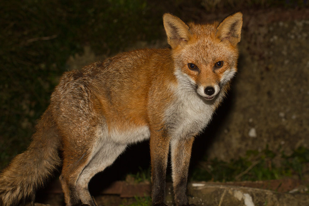 2208140903145028.jpg - Young fox standing