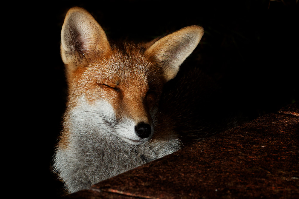 2208212108217467.jpg - Portrait of a young fox at night (Blondie)