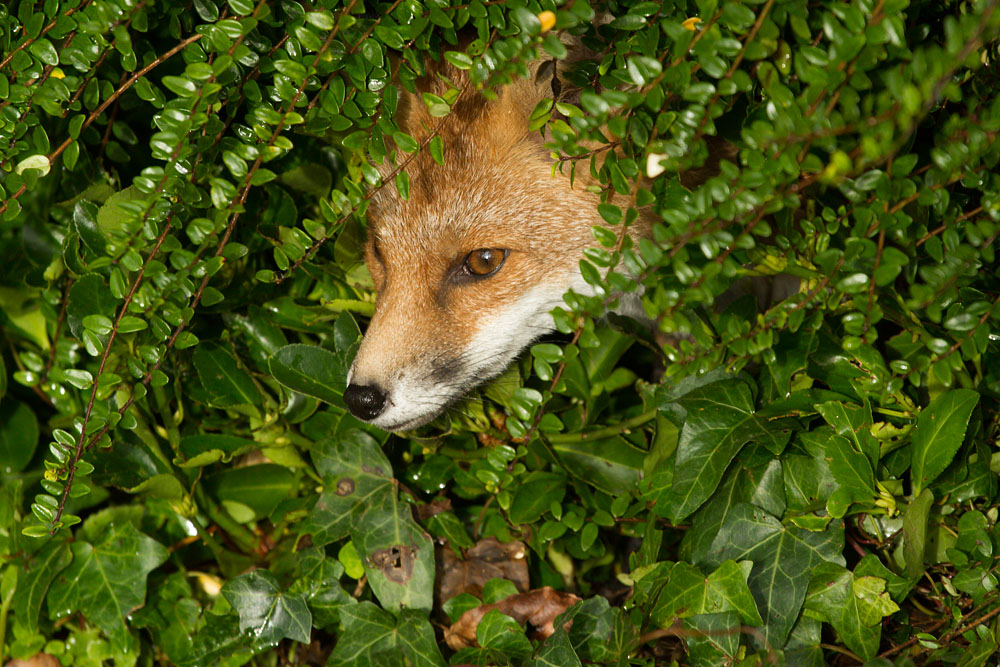 2209140211134734.jpg - Fox pushing its head through a hedge