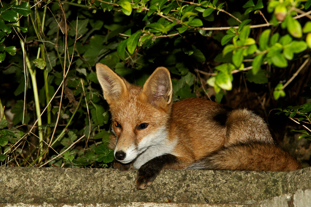 2209172209178141.jpg - Pretty Vixen in the garden