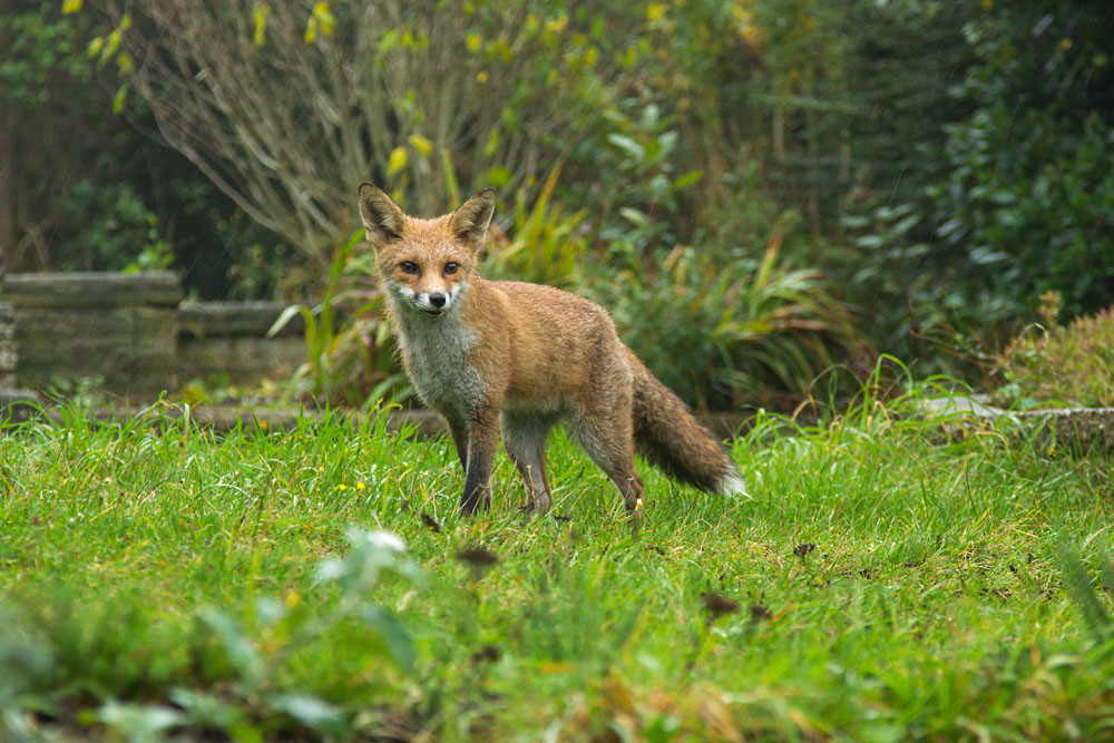 2210131910132180.jpg - Young fox (Vulpes vulpes) in a suburban garden after rain