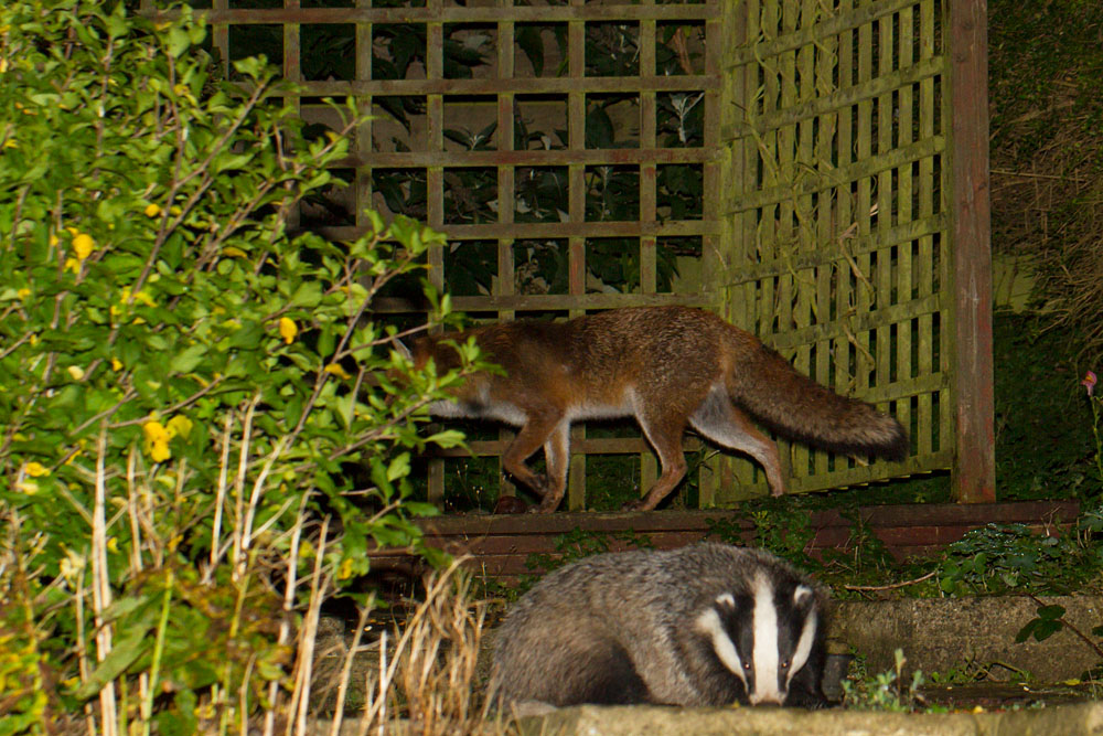 2210141810145855.jpg - Badger and fox in garden in light drizzle