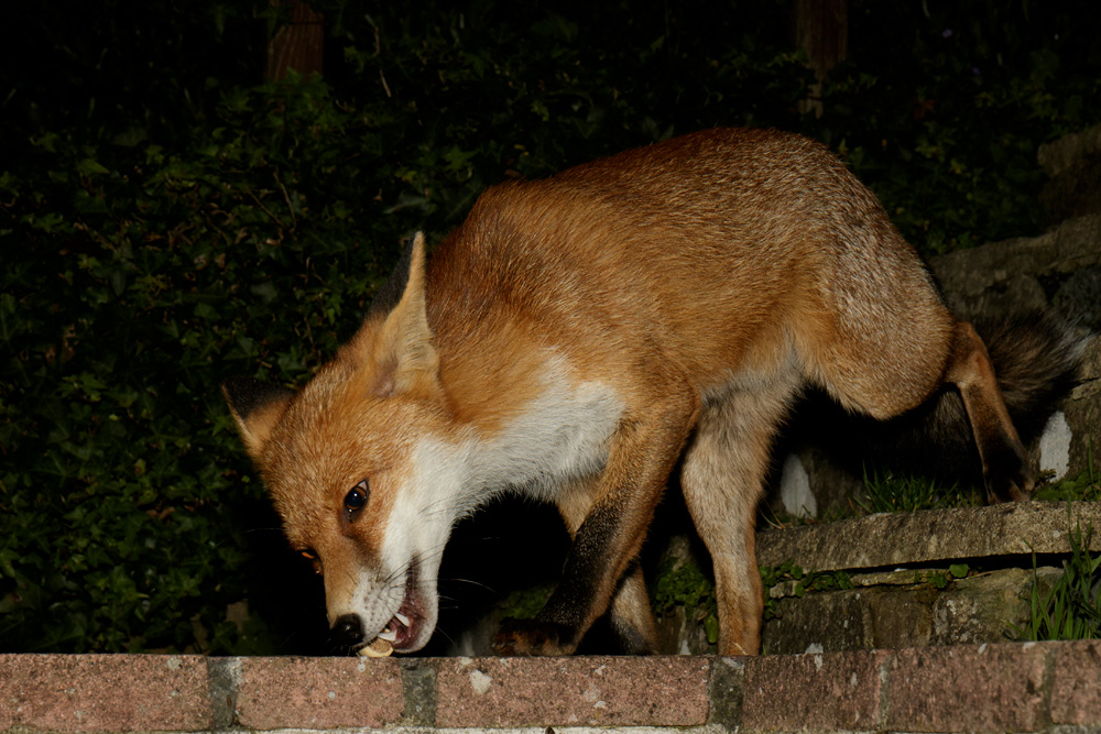 2210172010170054.jpg - Pretty Vixen