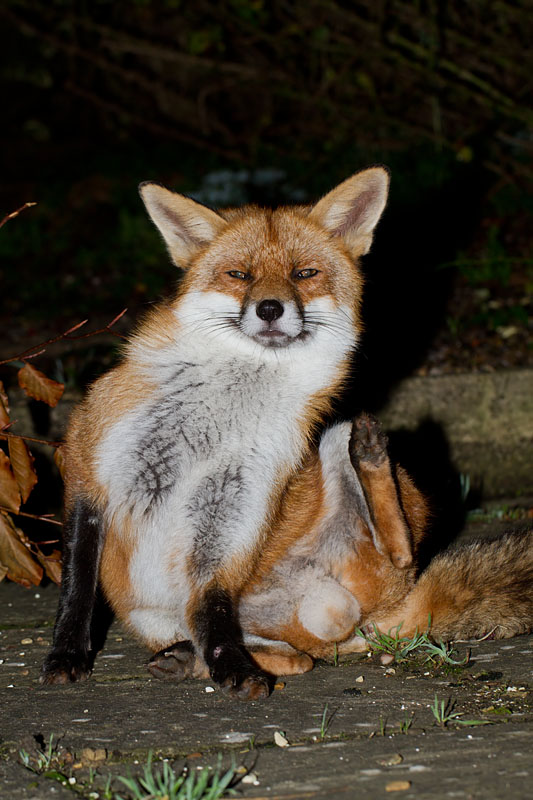 2211111211111232.jpg - Male fox scratching on patio