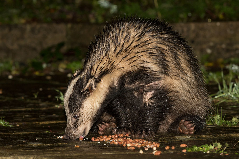2211141711144323.jpg - Badger eating peanuts on a rainy night