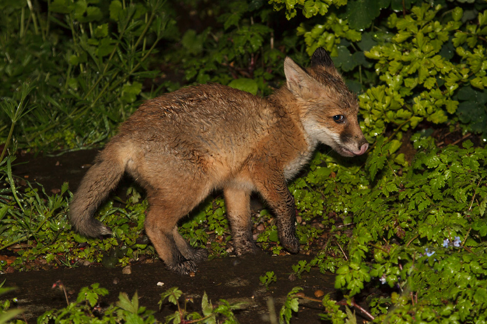 2211161405135282.jpg - Fox cub on a rainy night