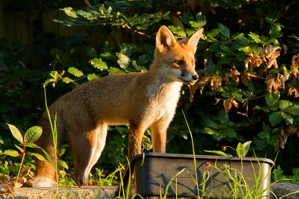 2212122207121242.jpg - Young urban fox cub (Vulpes vulpes) standing in bright sunshine in a garden in East Sussex.