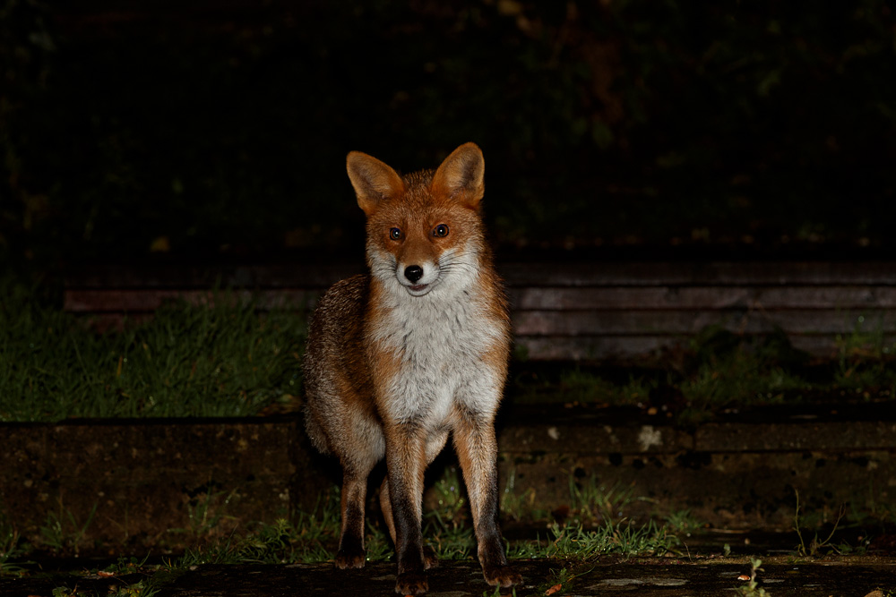 2212192112193016.jpg - Young fox (Stumpy)