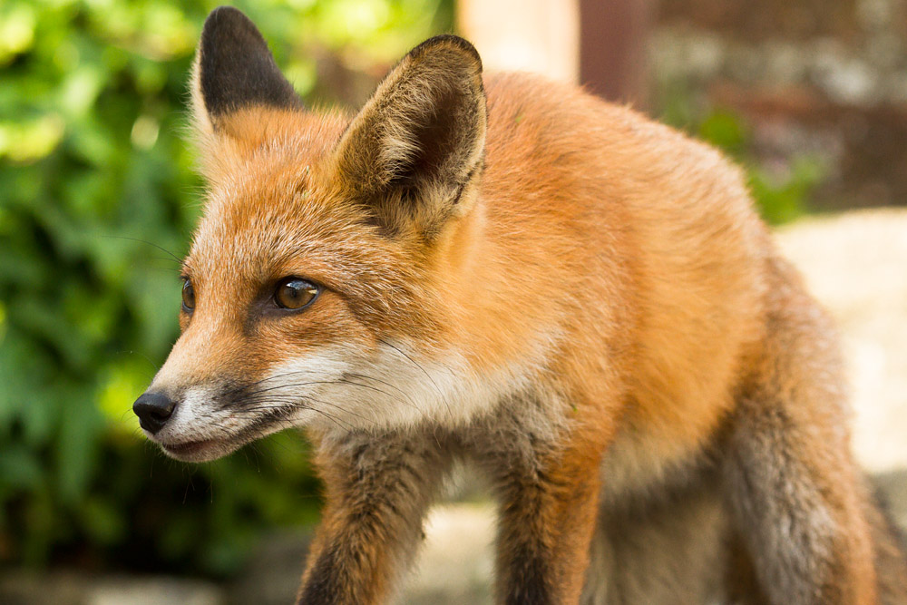 2301160108135167.jpg - Young fox in the garden