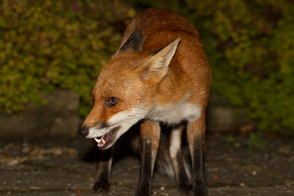 2302150408110033.jpg - Young fox with mouth part open