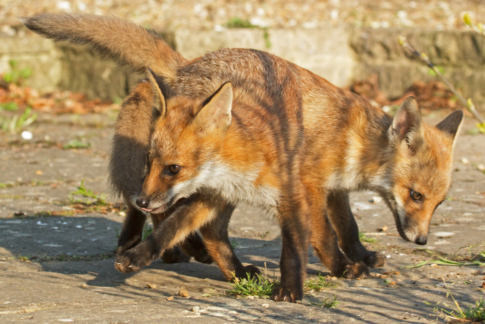 2302172705139709.jpg - Two fox cubs in a tangle