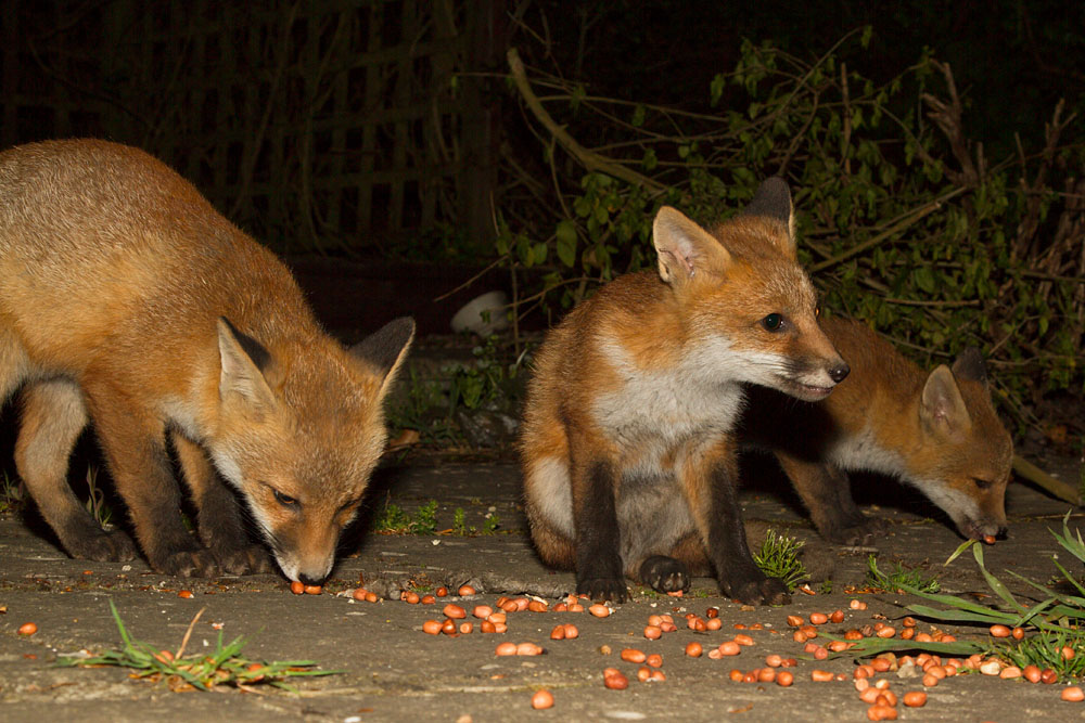2303142305137891.jpg - Fox cubs in garden