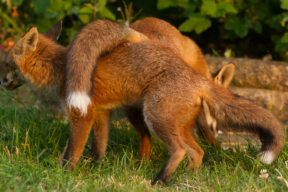 2303151607131596.jpg - Two fox cubs playing
