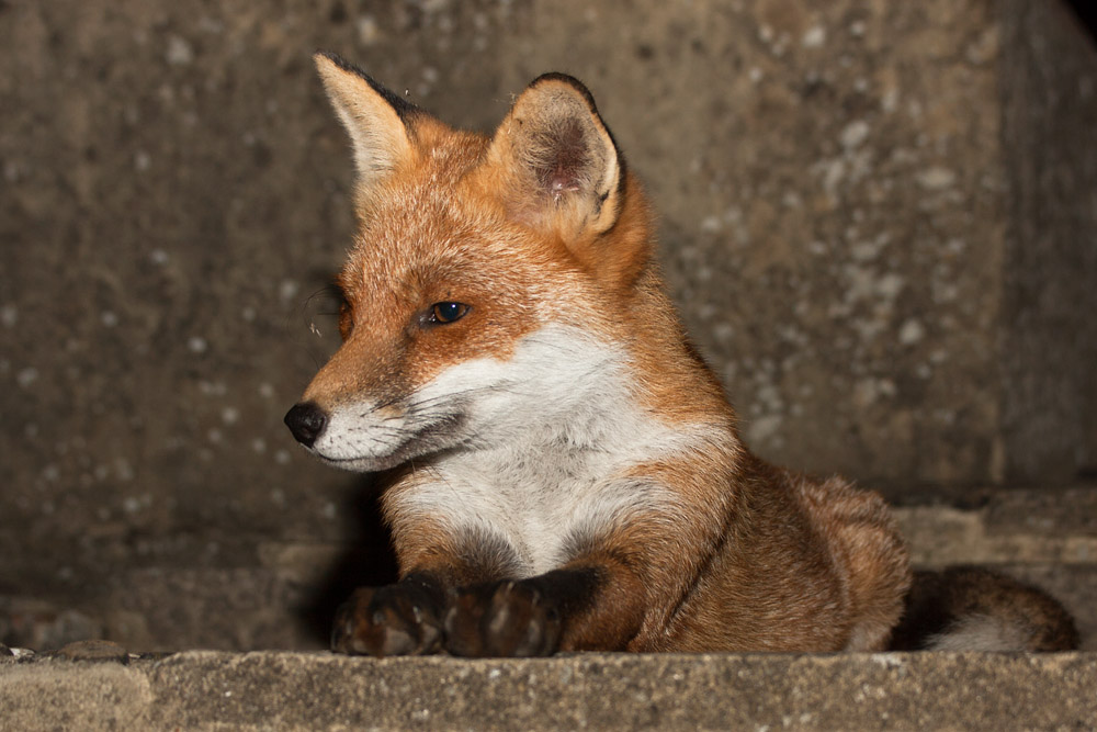 2304160210094546.jpg - Fox at the top of garden steps