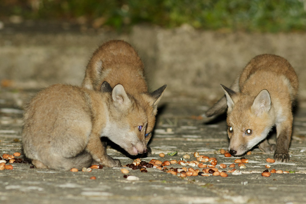 2304172304178711.jpg - Five young fox cubs born at the beginning of March visit a suburban garden