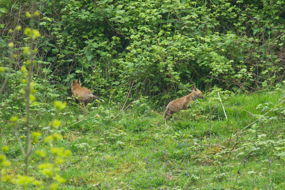 2305132205137572.jpg - Wild fox cubs in small clearing at the edge of the South Downs, University of Brighton, Falmer, East Sussex