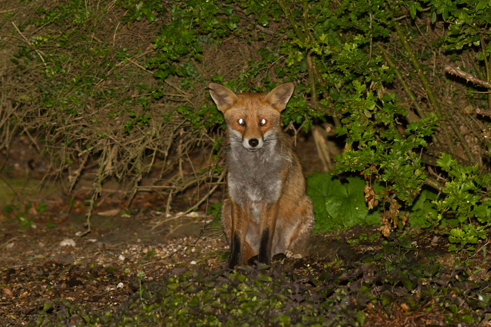 2305142205149432.jpg - Fox in garden (nicked ear)