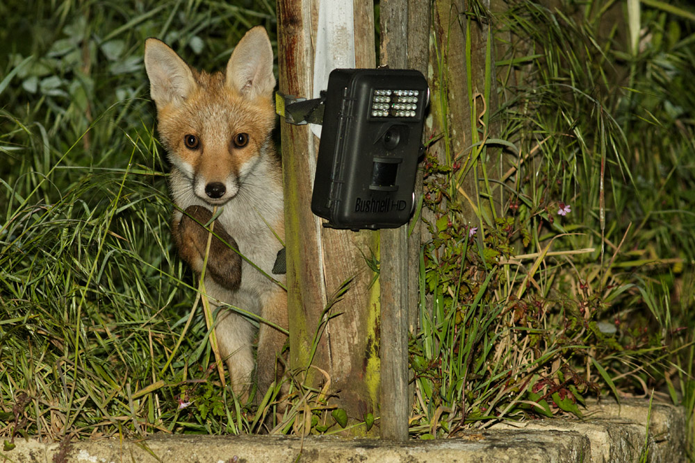 2305172305174562.jpg - Fox cub lurking behind a garden trail camera