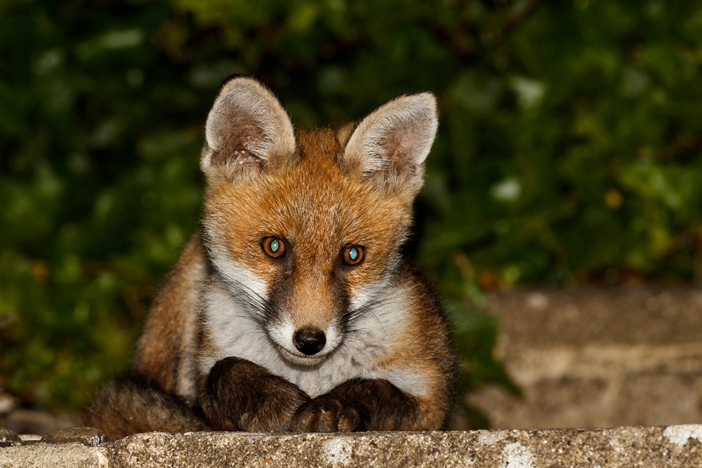 2305192205198604.jpg - Fox cub relaxing in the garden (male)