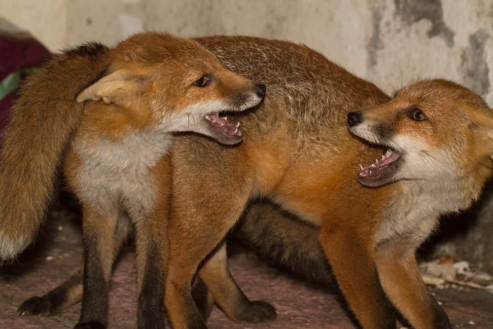 2306132106135481.jpg - Fox cubs play fighting