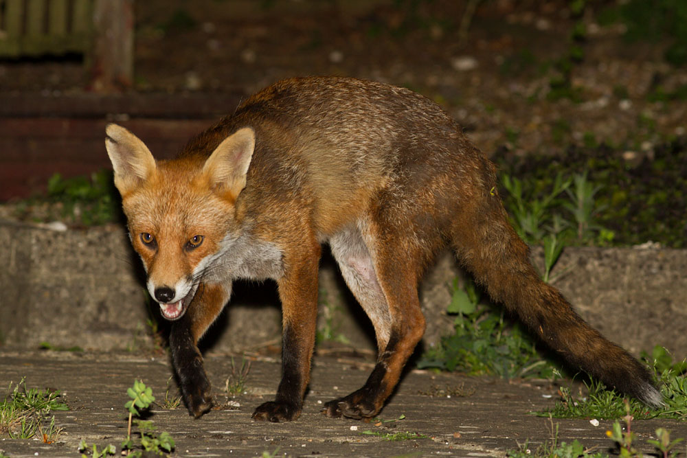 2306142006146468.jpg - Fox with nicked ear in garden