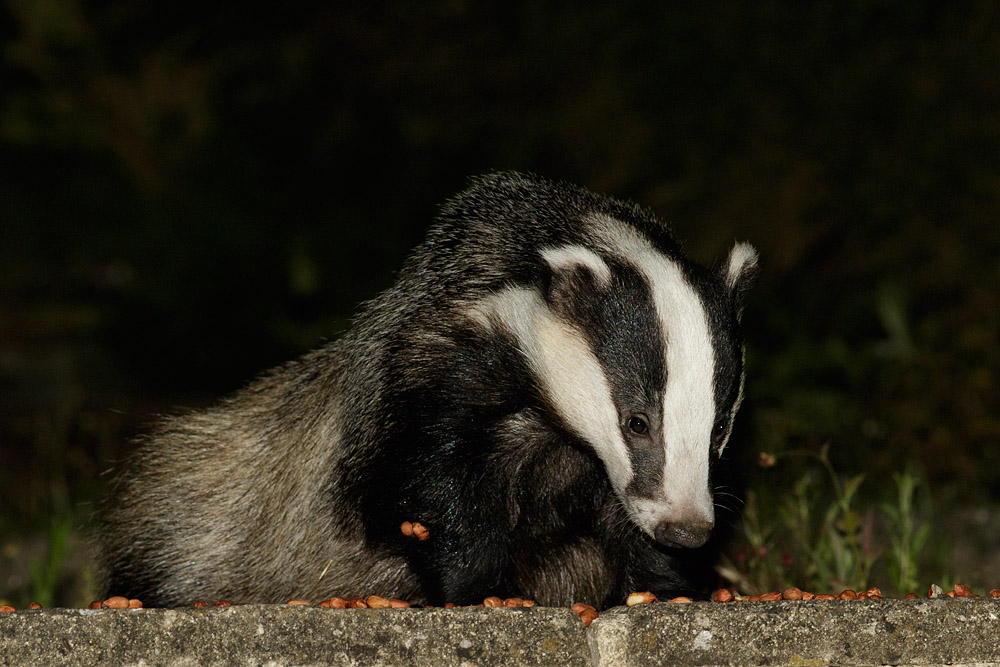 2306151306150028.jpg - Badger and peanuts
