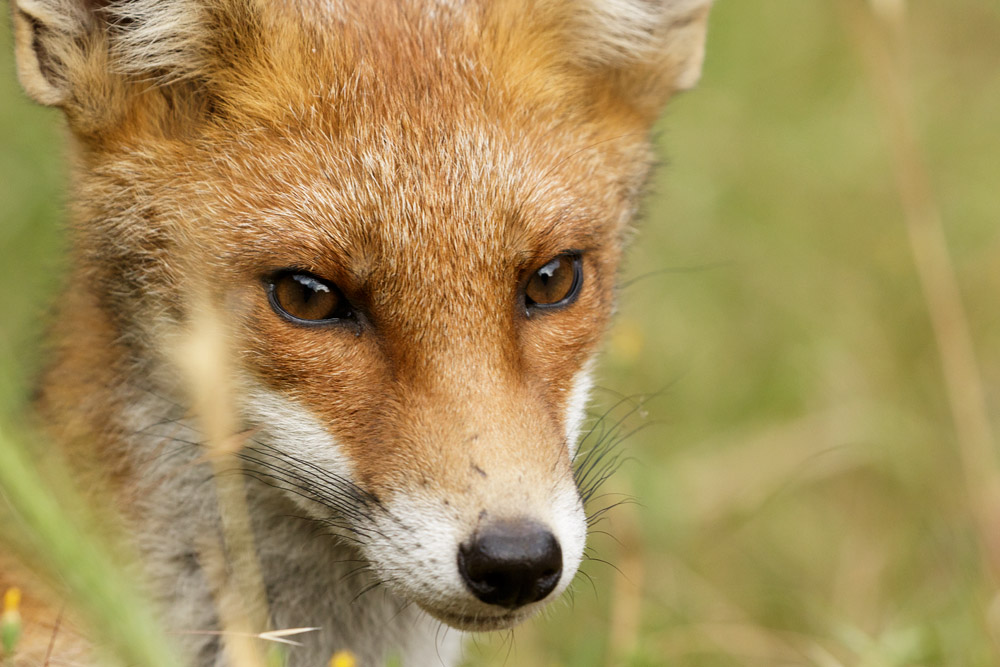 2306172306173150.jpg - Portrait of fox cub