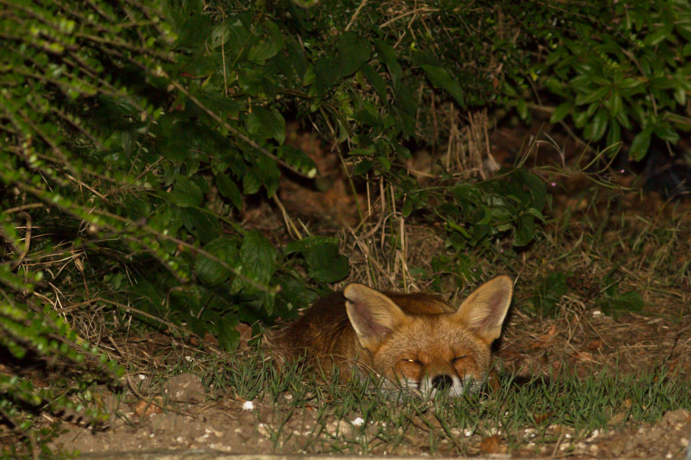 2307142207141214.jpg - Fox (nicked ear) at rear of garden