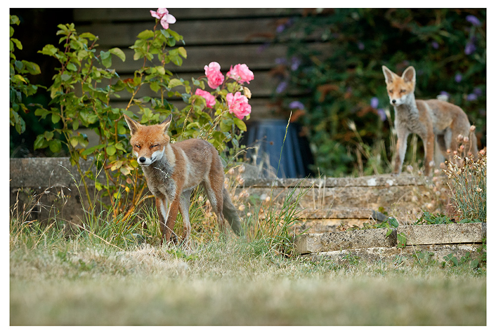 2307251207254069.jpg - Lopa and fox cub