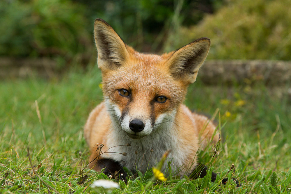2308131708139898.jpg - Young fox lying down in a suburban garden