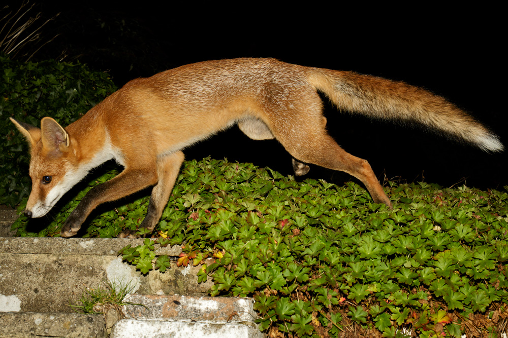 2308172308171790.jpg - Pretty Vixen leaping over geranium