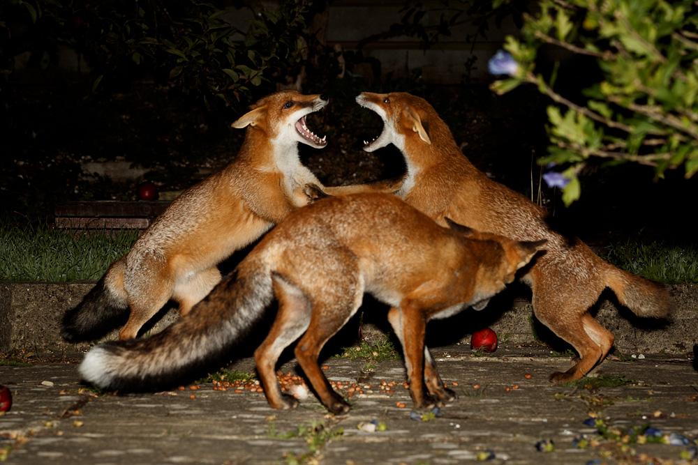 2308192308196904.jpg - Two young foxes fighting (with Wolfy watching on)