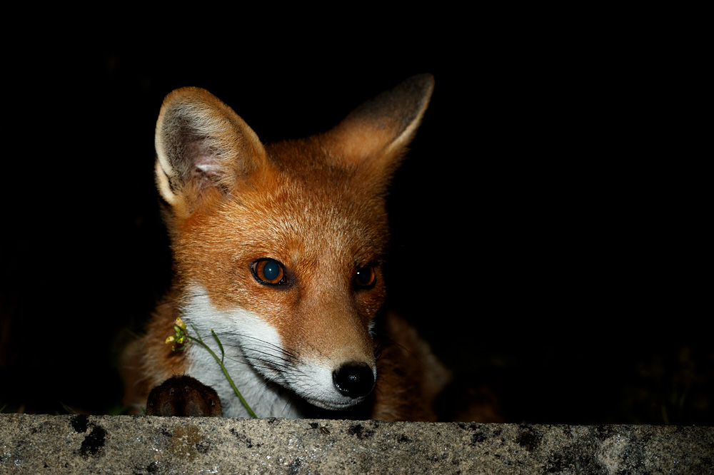 2308212308217539.jpg - Portrait of young fox (Red)