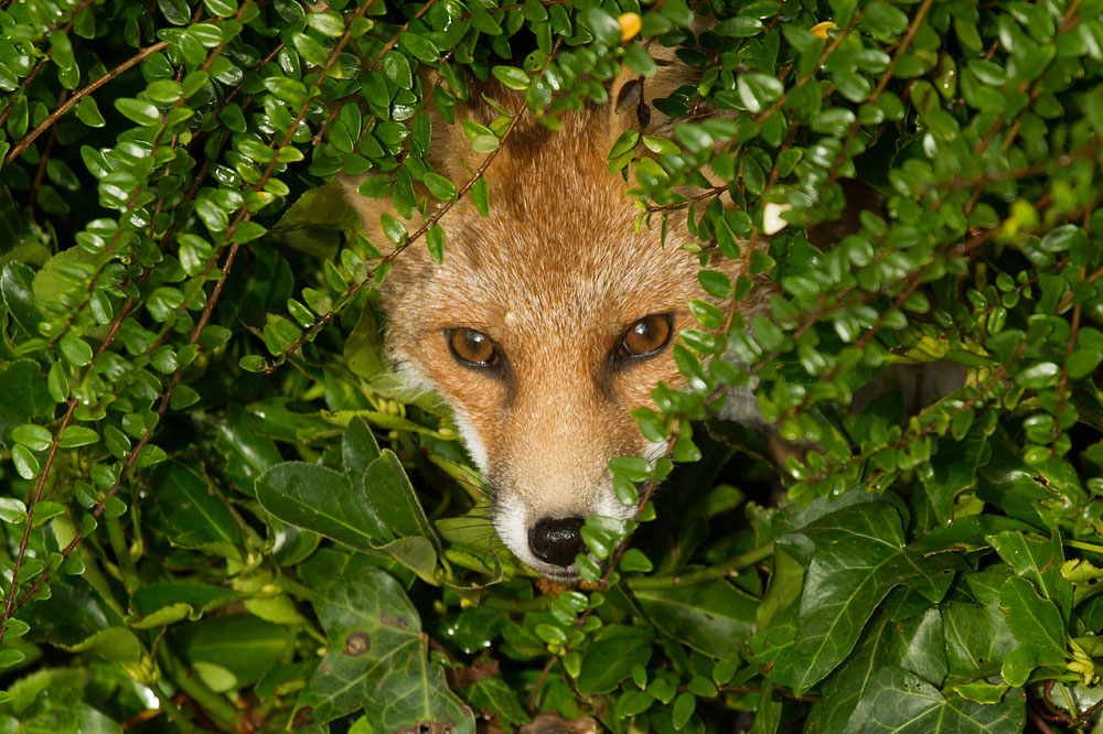 2309140211134736.jpg - Fox emerging from a hedge
