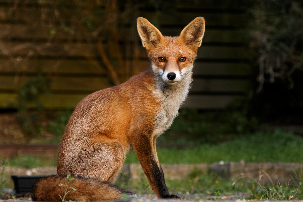 2309172309178270.jpg - Pretty Vixen in the garden