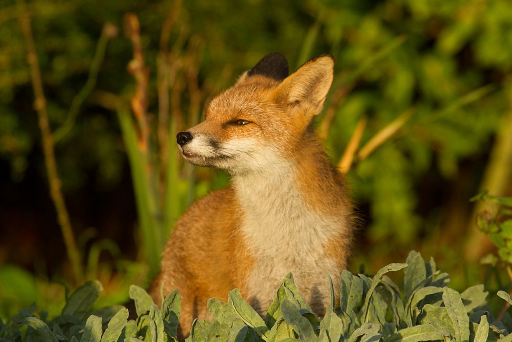2310131710132043.jpg - Portrait series of a young fox (Vulpes vulpes) in late afternoon sunshine.