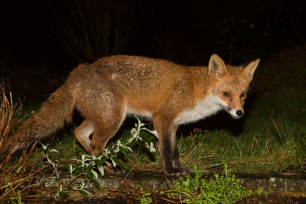 2310141701147540.jpg - Fox on a wet night