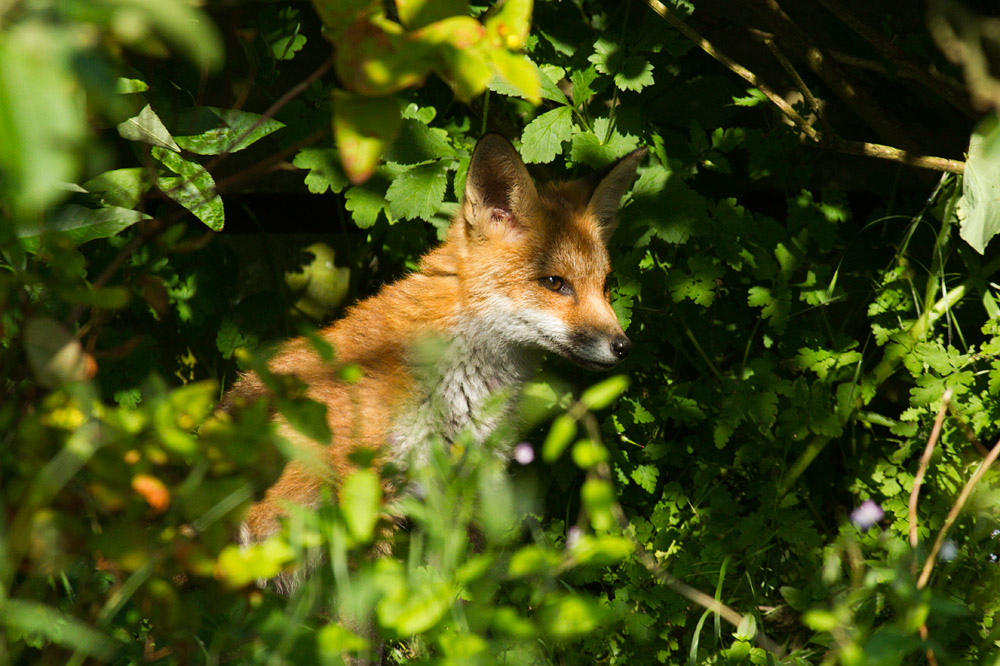 2310150607138940.jpg - Fox cub in undergrowth