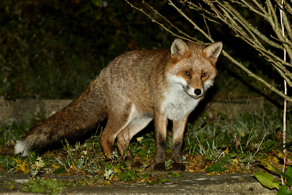 2310162310166610.jpg - Fox in garden